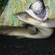 Illustration for article titled Futuristic Dinosaur Eel Fish Armor Would Protect Soldiers With Scales, Sans Smelly Odors